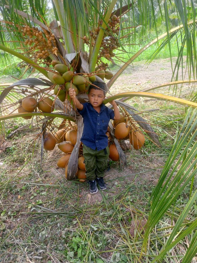 Plántulas Coco Enano