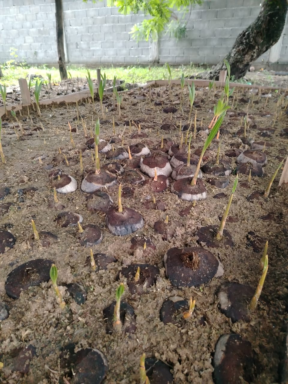 Vivero Coco Enano