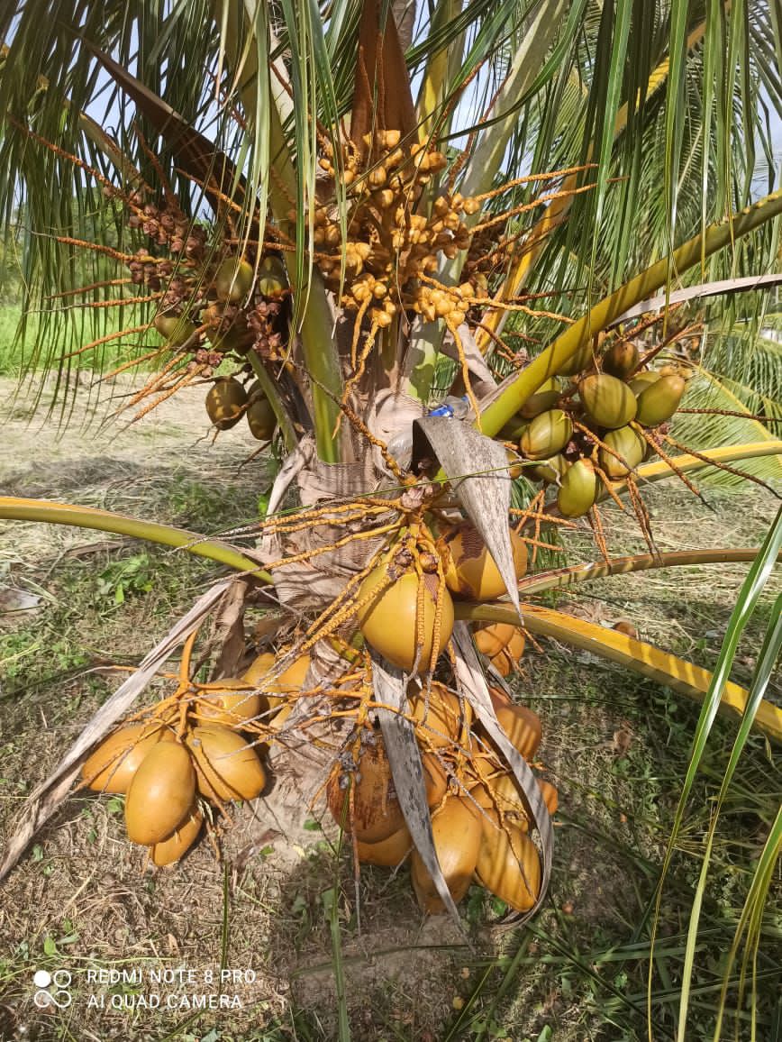 Cultivo Coco Enano