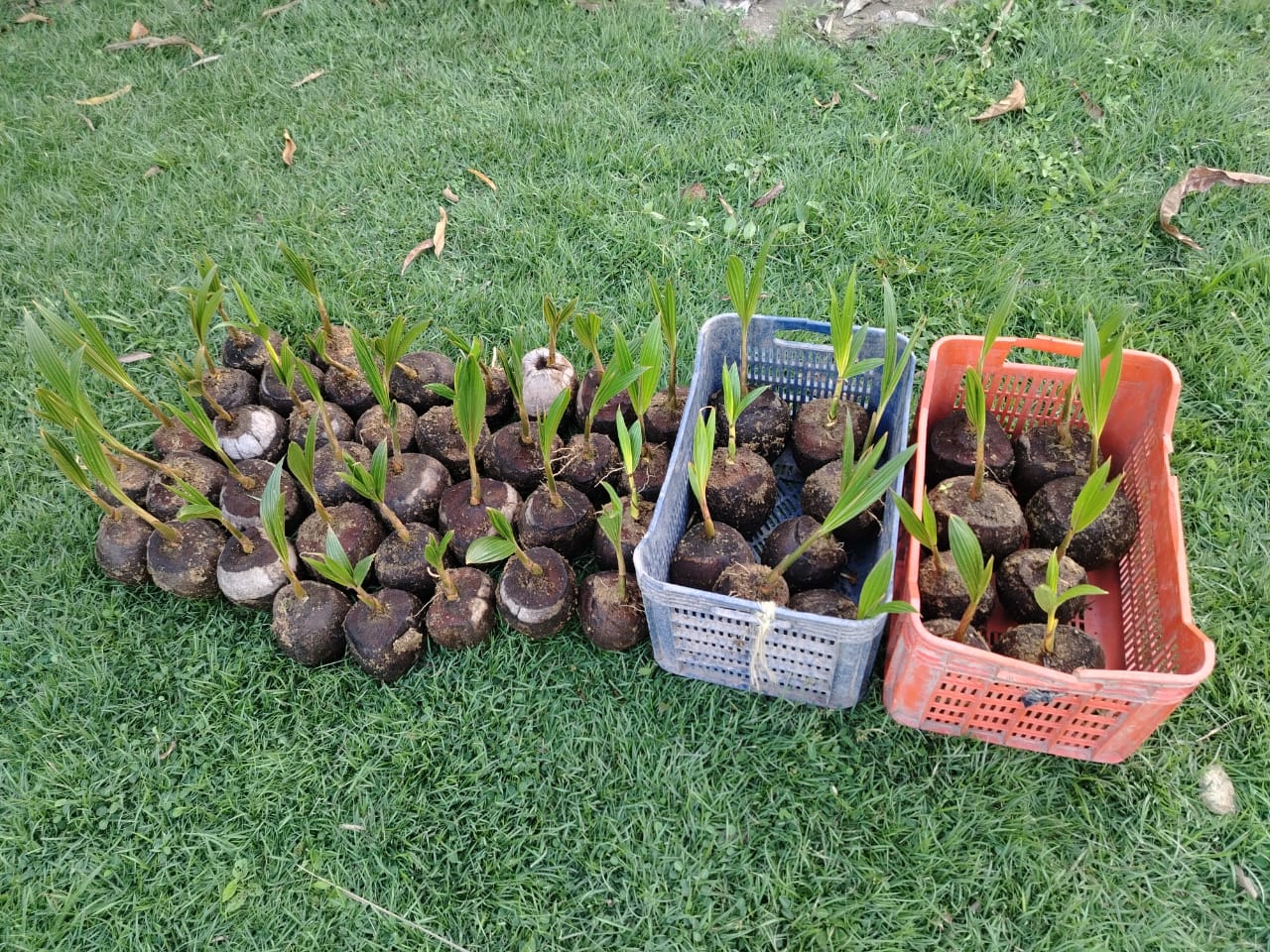 Cultivo Coco Enano