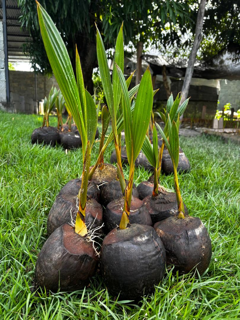 Cultivo Coco Enano